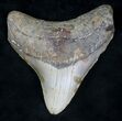 Serrated Megalodon Tooth - North Carolina #20716-1